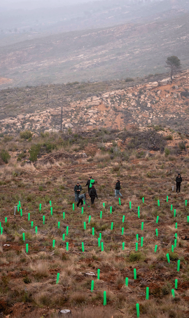 Staff del IED Barcelona plantando árboles en la Serra de Queralt 